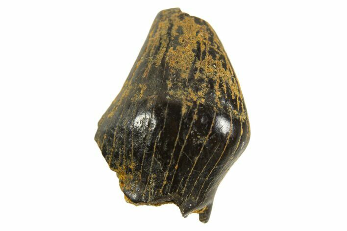 Cretaceous Fossil Dinosaur (Thescelosaurus) Tooth - Montana #338974